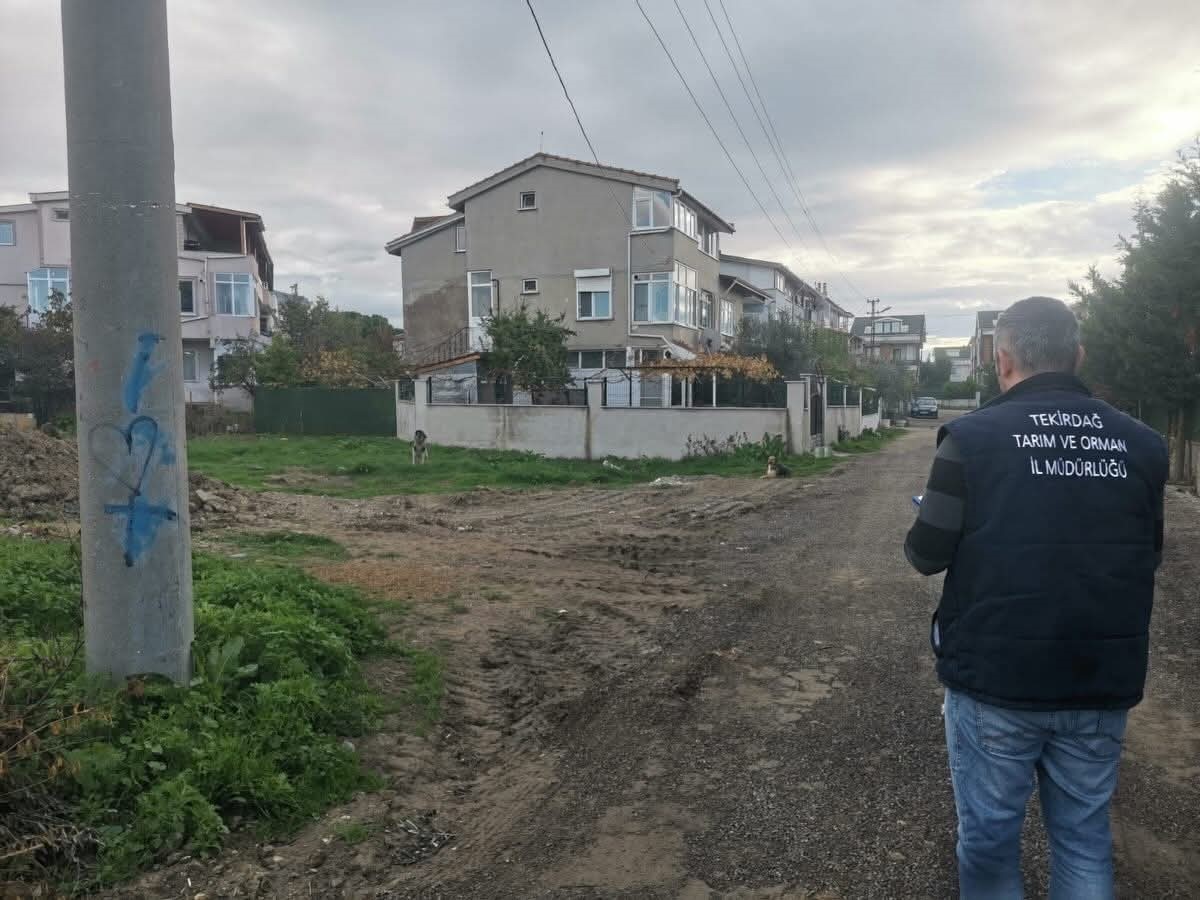 tekirdagda sahipsiz sokak hayvanlari icin sayim calismasi yapiliyor 0