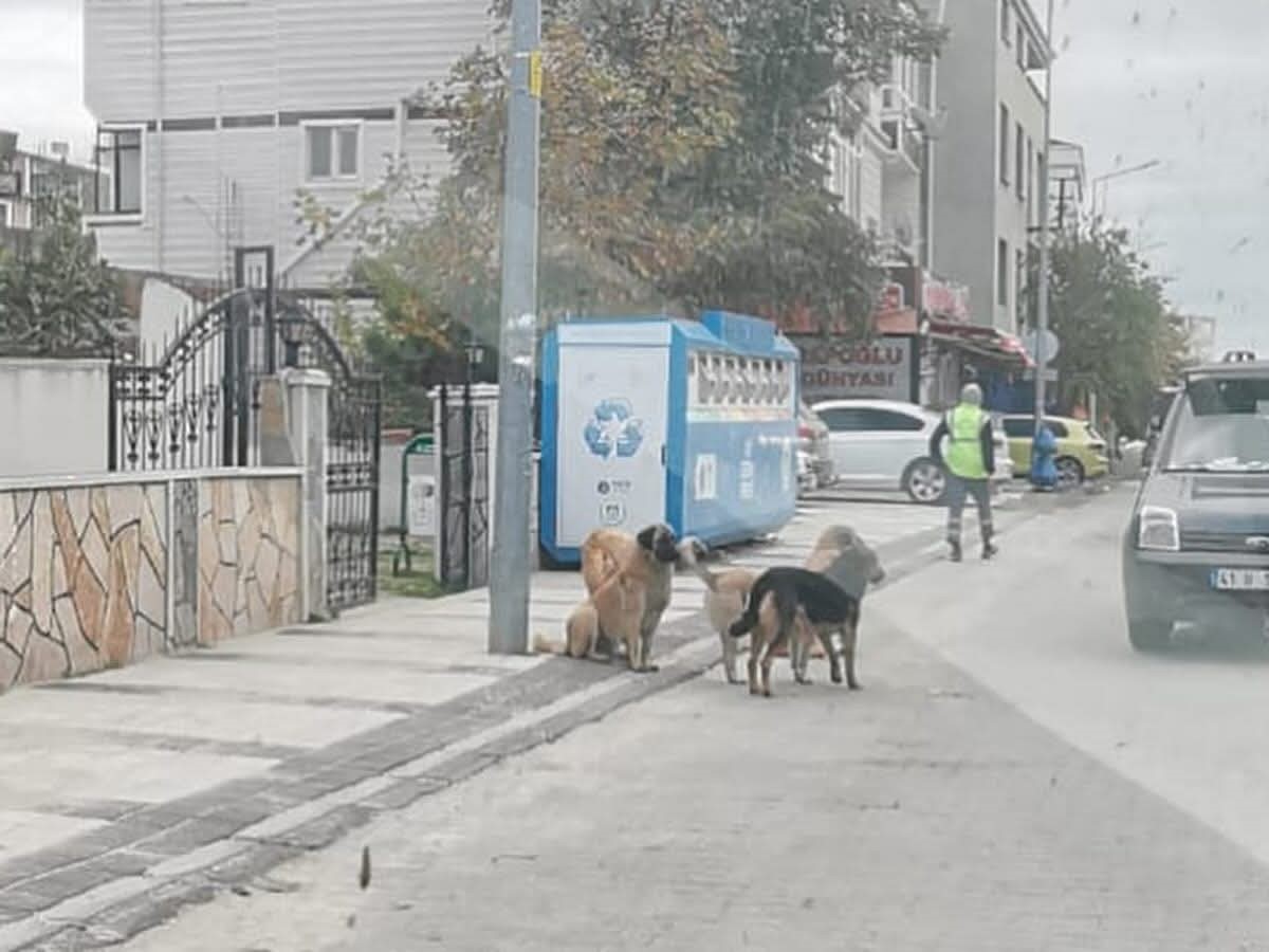 tekirdagda sahipsiz sokak hayvanlari icin sayim calismasi yapiliyor 1 YN9I6BOO