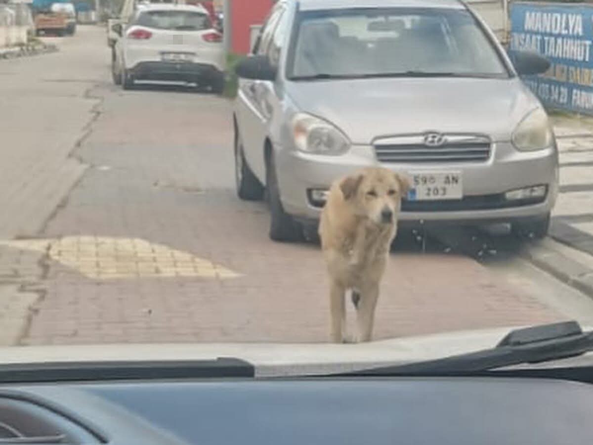 tekirdagda sahipsiz sokak hayvanlari icin sayim calismasi yapiliyor 2