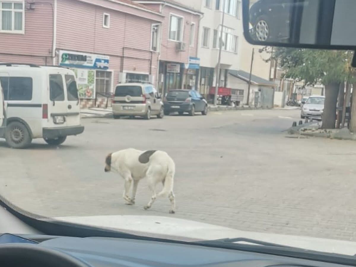 tekirdagda sahipsiz sokak hayvanlari icin sayim calismasi yapiliyor 3