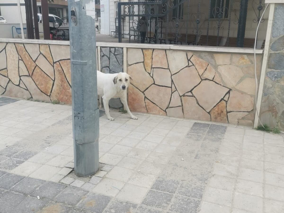 tekirdagda sahipsiz sokak hayvanlari icin sayim calismasi yapiliyor 4 YXpRXfJE