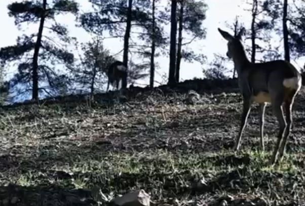 tekirdagda tek boynuzlu karaca goruldu 1 54GftJUp
