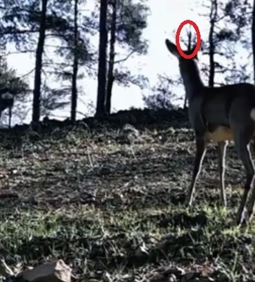 tekirdagda-tek-boynuzlu-karaca-goruldu-LFQffkIt.jpg