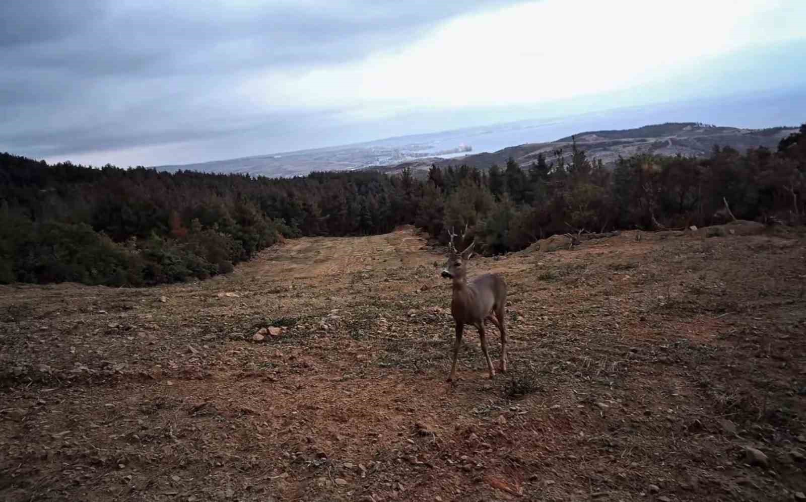 tekirdagda yaban hayati fotokapanlarla goruntulendi 2 CHa2hvRE