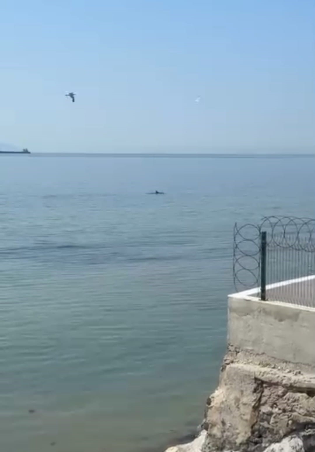 tekirdagda yunuslar kiyiya yakin goruntulendi 1 etnDfKyl