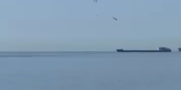 tekirdagda-yunuslar-kiyiya-yakin-goruntulendi-isXSD2fT.jpg