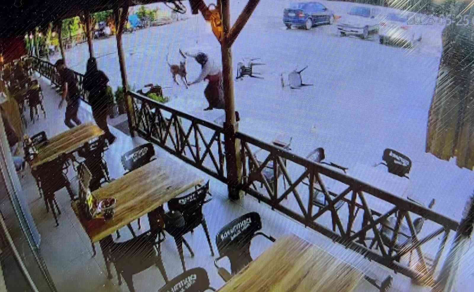 Tekmelere aldırmayan köpek kadının kolunu kopardı 5 tekmelere aldirmayan kopek kadinin kolunu kopardi 1