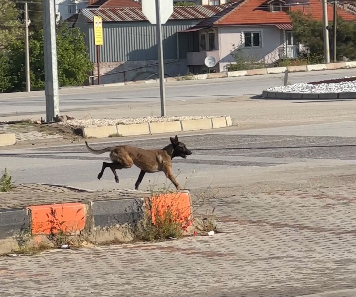 Tekmelere aldırmayan köpek kadının kolunu kopardı 9 tekmelere aldirmayan kopek kadinin kolunu kopardi 5 XVhnSbid
