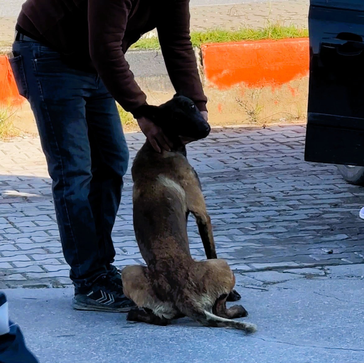 Tekmelere aldırmayan köpek kadının kolunu kopardı 10 tekmelere aldirmayan kopek kadinin kolunu kopardi 6 GbWTNFns