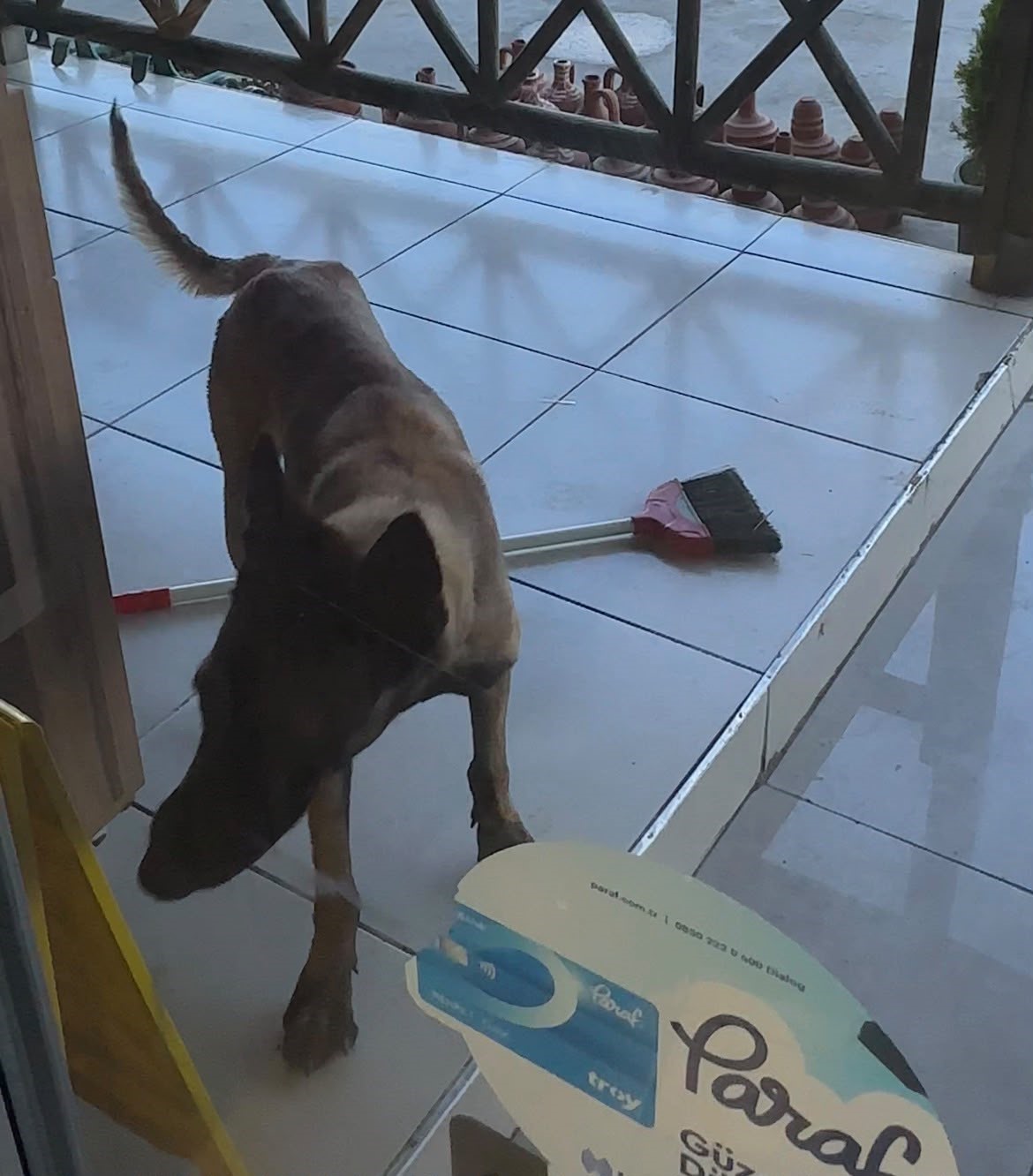 Tekmelere aldırmayan köpek kadının kolunu kopardı 12 tekmelere aldirmayan kopek kadinin kolunu kopardi 8 qUzI8Ver