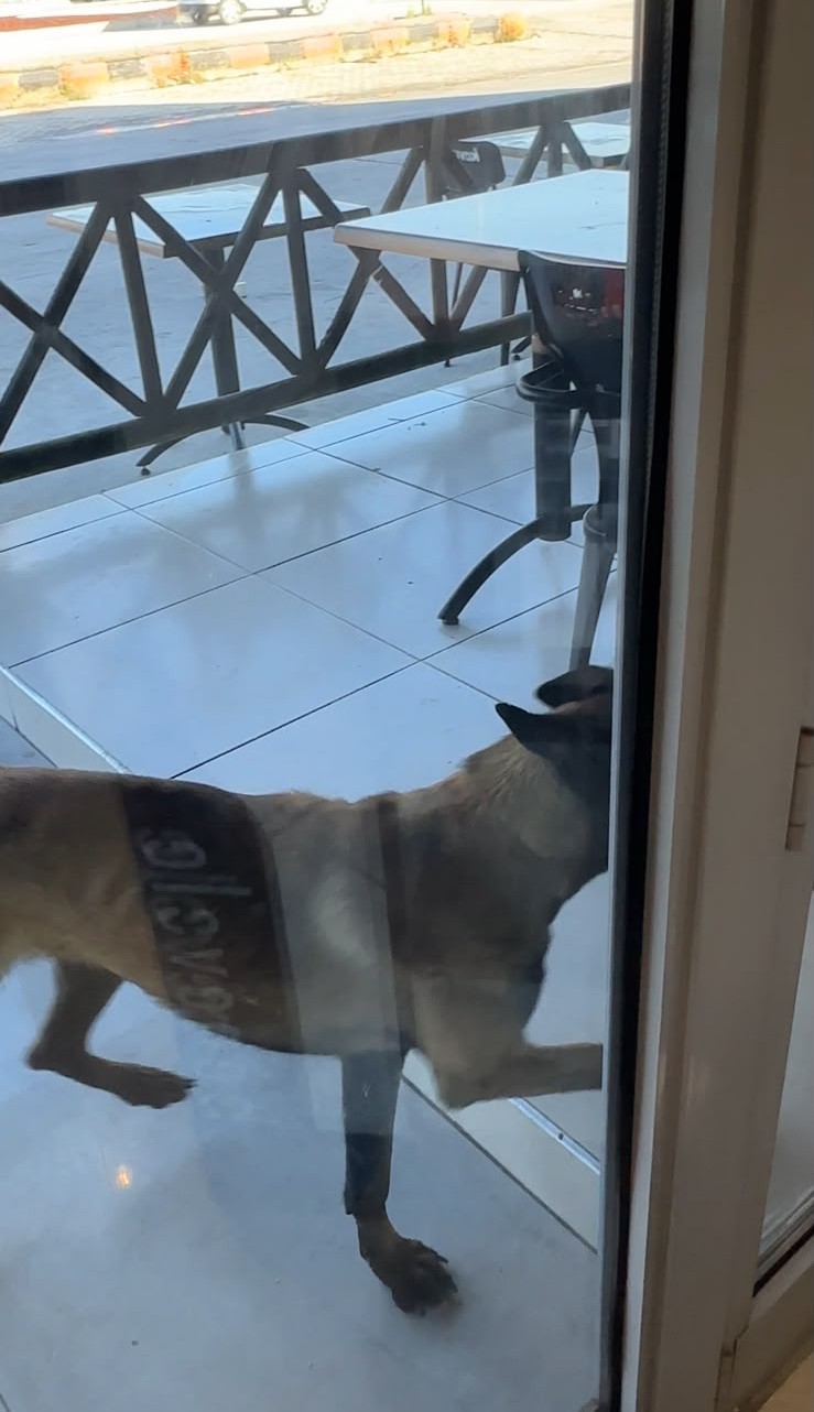 Tekmelere aldırmayan köpek kadının kolunu kopardı 13 tekmelere aldirmayan kopek kadinin kolunu kopardi 9 wwL5LaZU