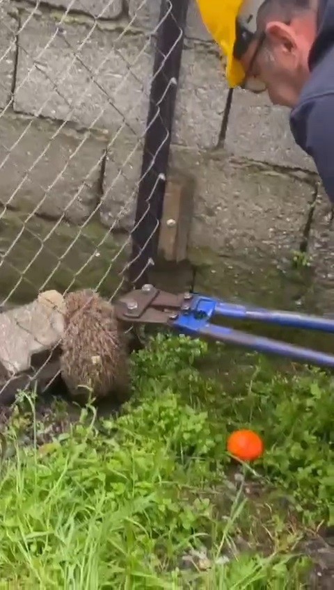 tel orguye sikisip mahsur kalan kirpi kurtarildi 1 ZnjnCSYX