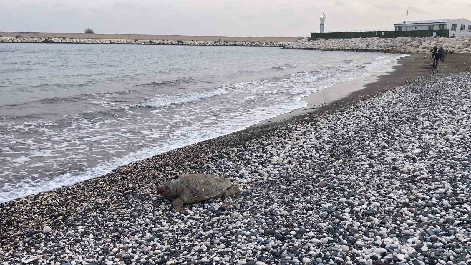 telef olan caretta caretta halk plajina vurdu 2 r826dnae