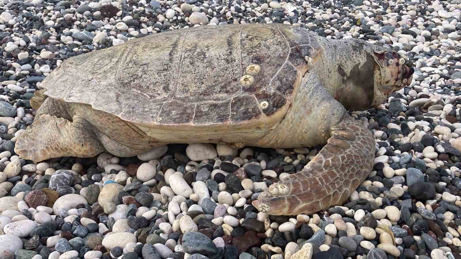telef olan caretta caretta halk plajina vurdu 3