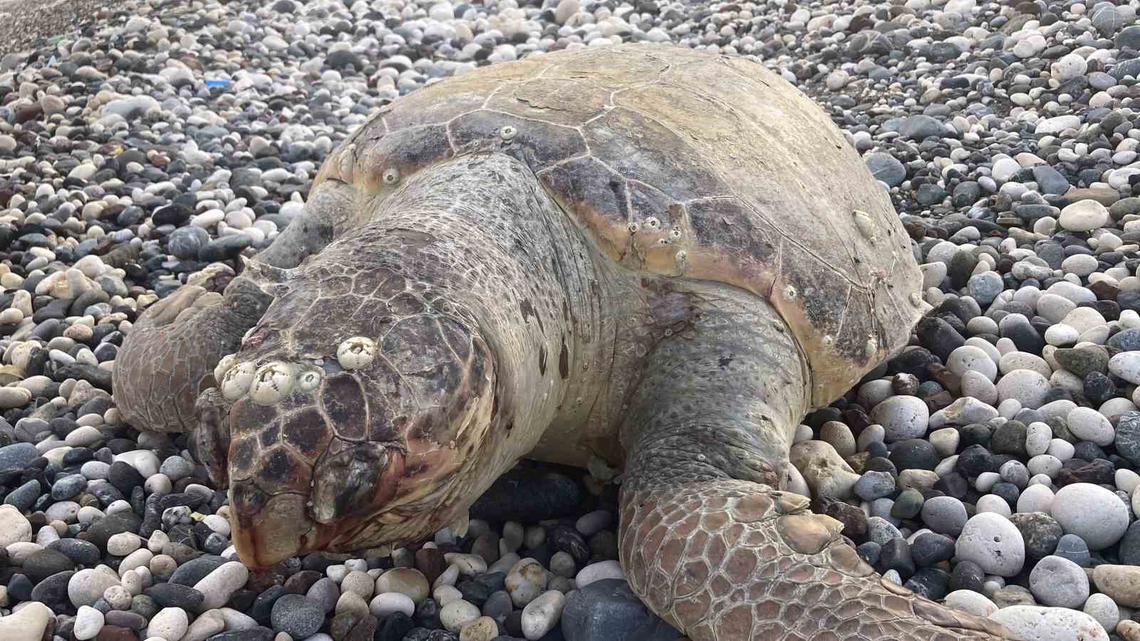 telef olan caretta caretta halk plajina vurdu 4 5f3pVqjs
