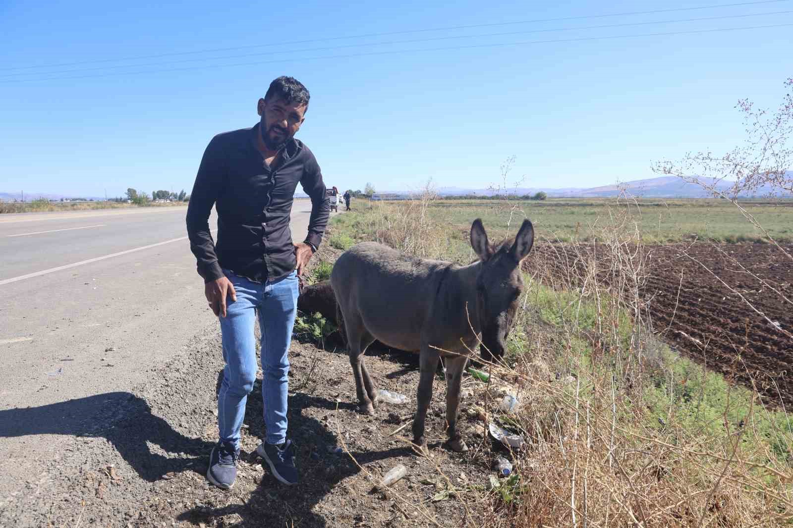 telef olan esegin sipasi olu annesinin basinda saatlerce bekledi 1 SUgMNFlt