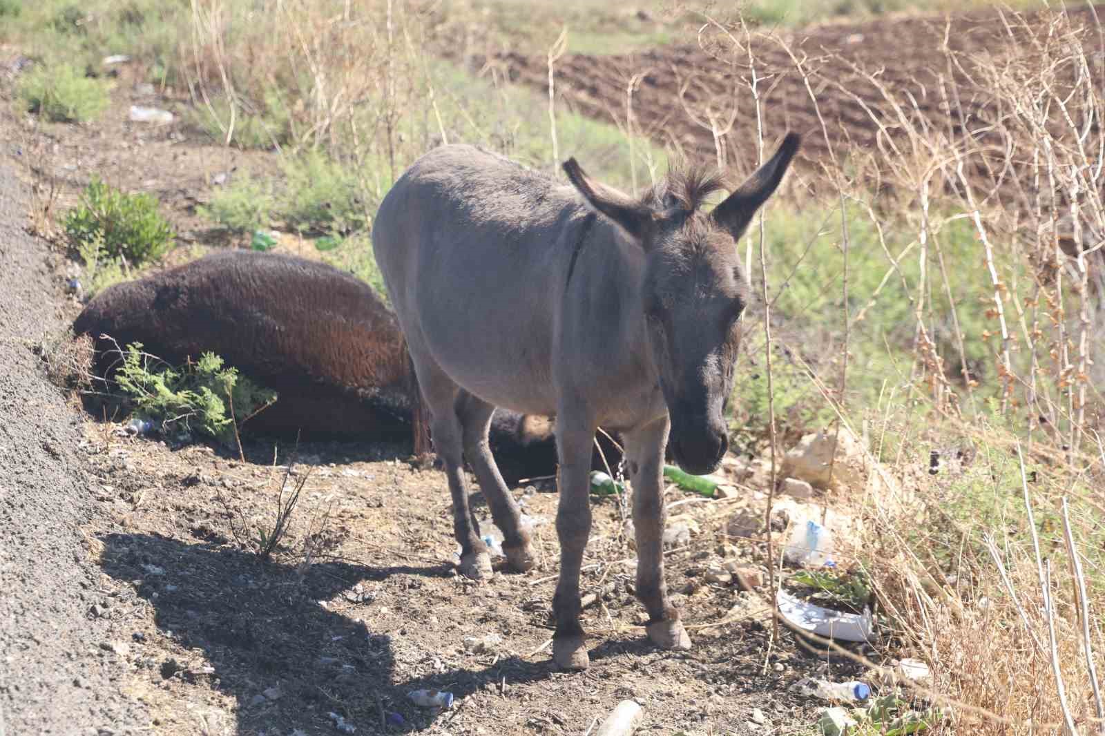 telef olan esegin sipasi olu annesinin basinda saatlerce bekledi 2 BqNGNaDA
