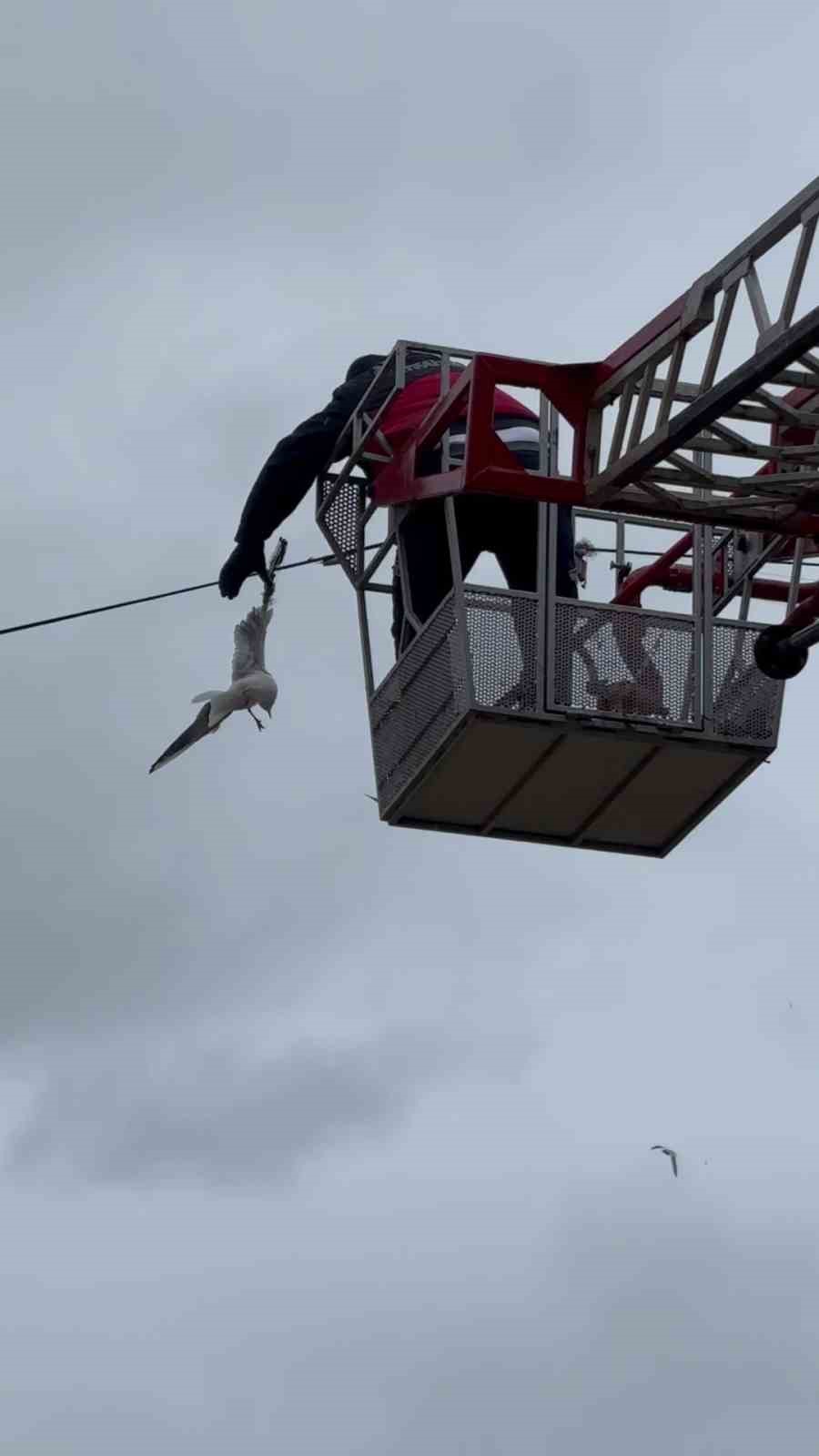 tellerde mahsur kalan martiyi itfaiye ekipleri kurtardi 1 AIdArz73