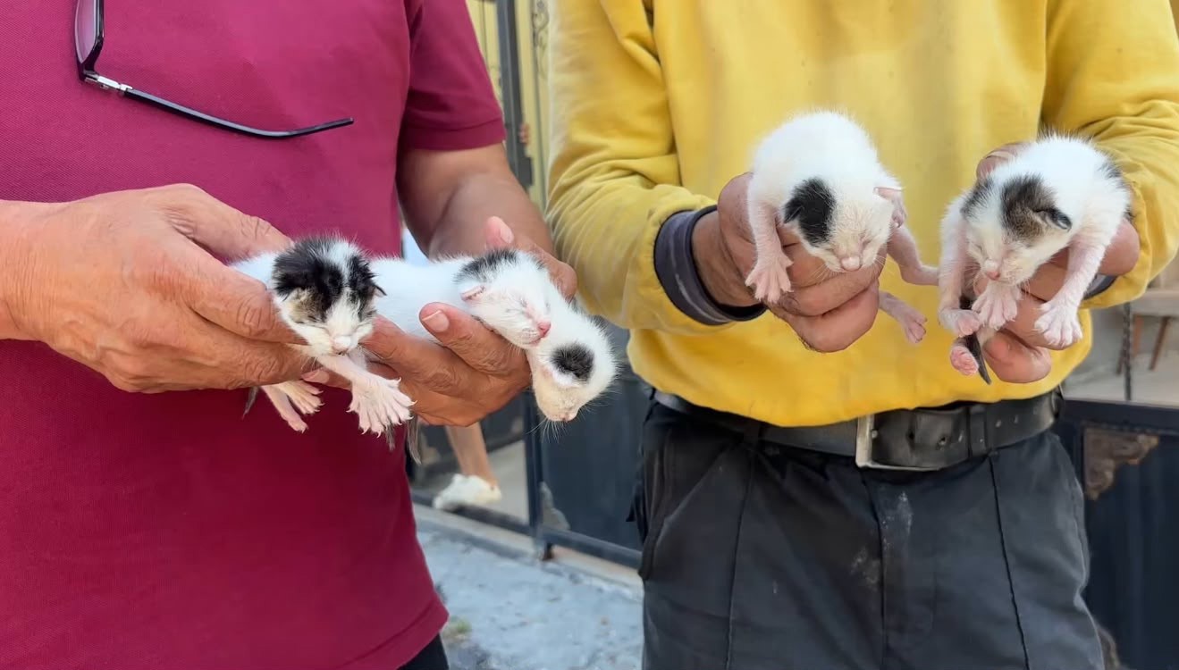 temizlik gorevlileri fark etti copteki agzi bagli posetten 5 yavru kedi cikti 3 RSleKVJj