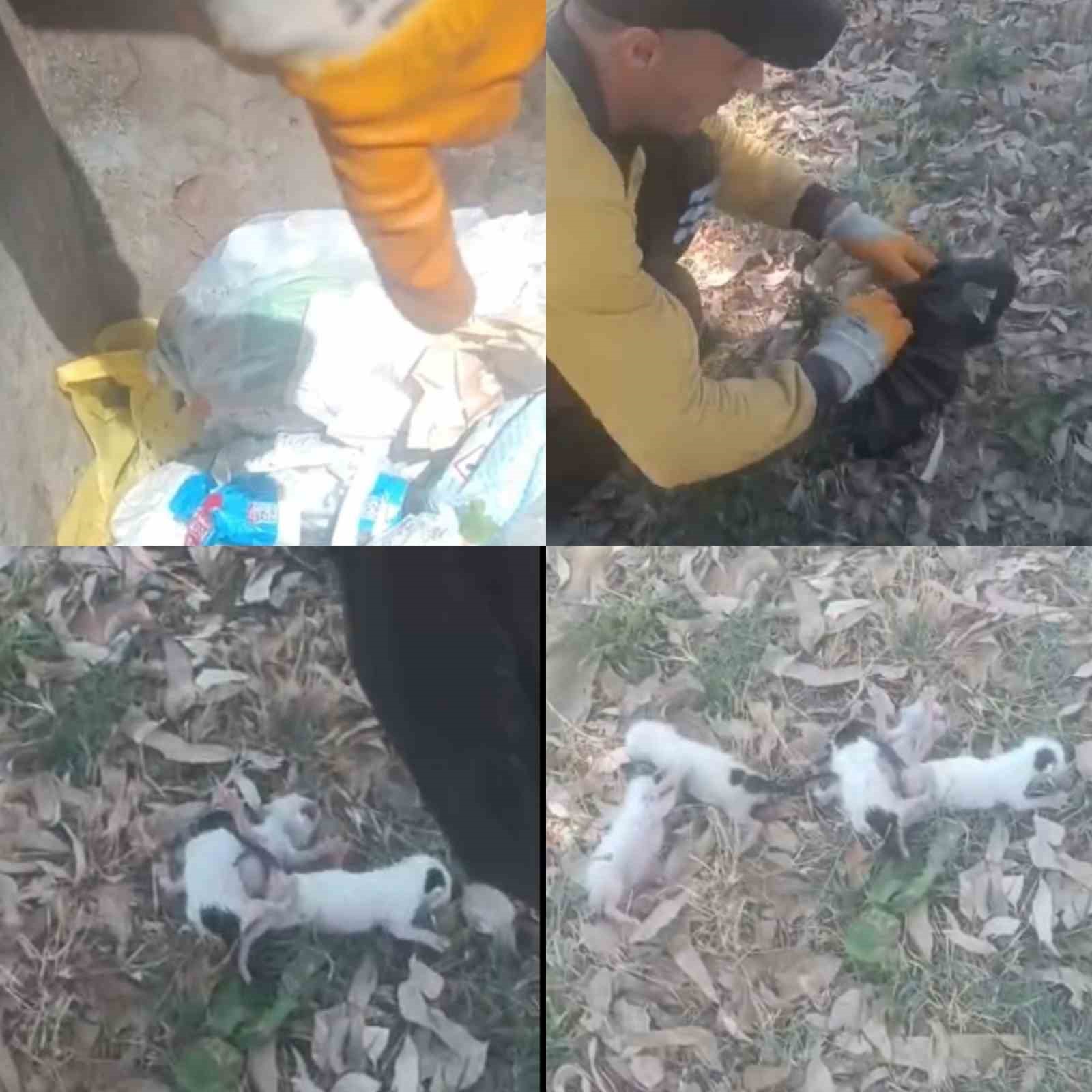 temizlik gorevlileri fark etti copteki agzi bagli posetten 5 yavru kedi cikti 4 8nUFVGGr