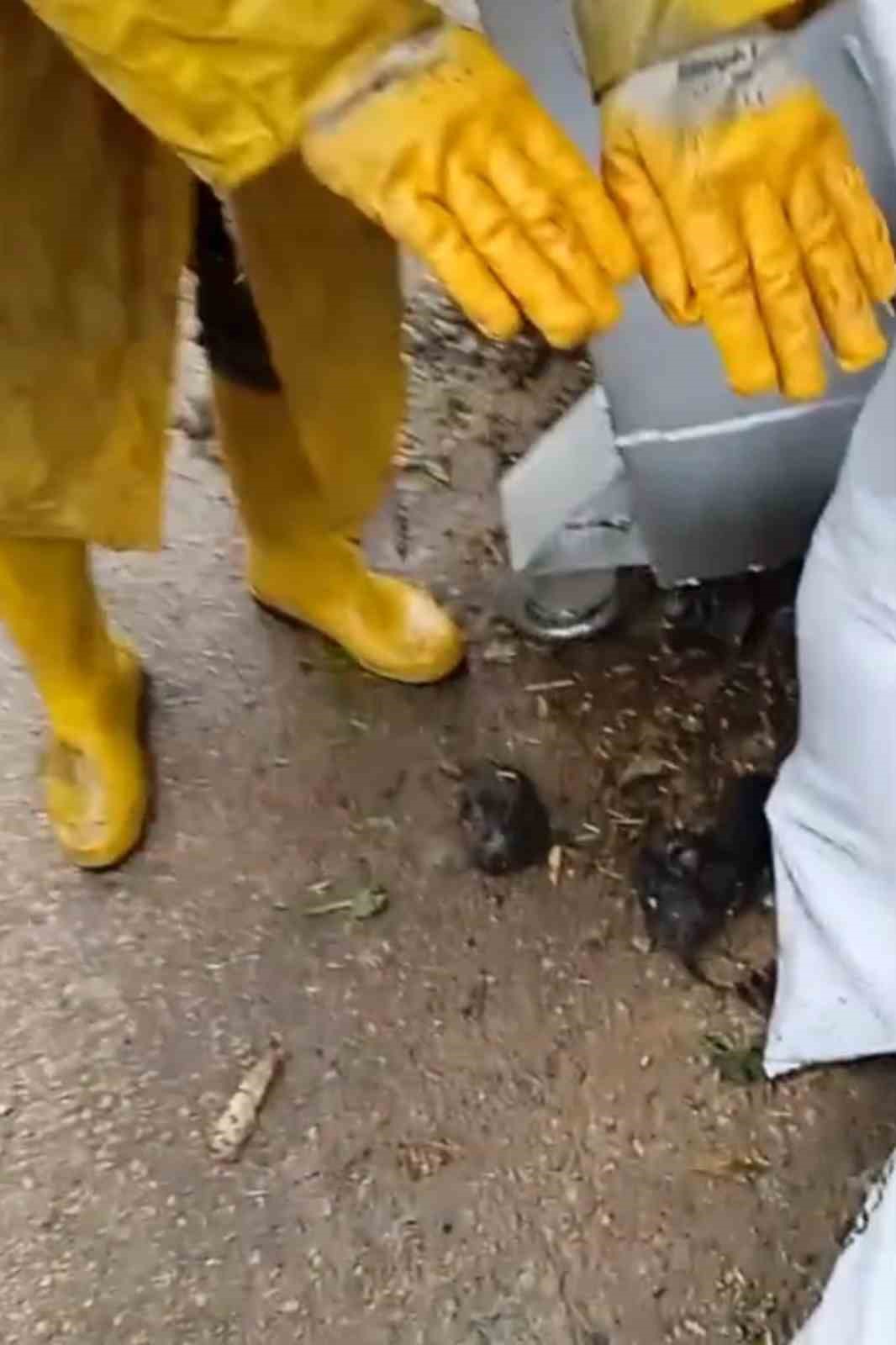 temizlik iscilerinin dikkati yavru kedileri olumden kurtardi 1