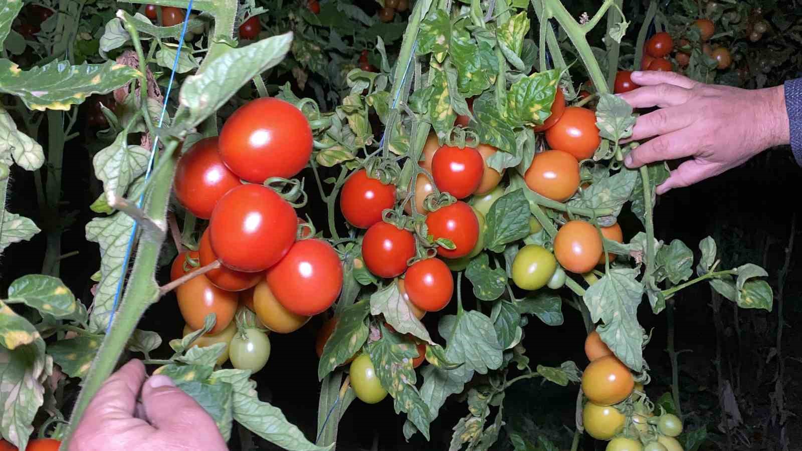 termometreler eksiyi gordu zirai don nobeti basladi 6 p8Gkg4q6