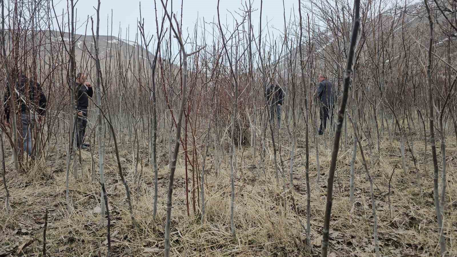 tescilli adilcevaz ceviz fidani satisa sunuldu 0 8jw2aiyc