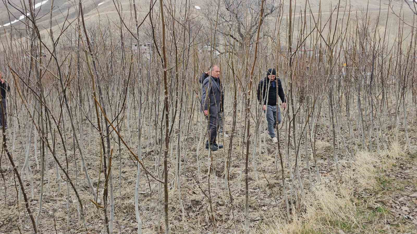 tescilli adilcevaz ceviz fidani satisa sunuldu 3 ubTGhOGe