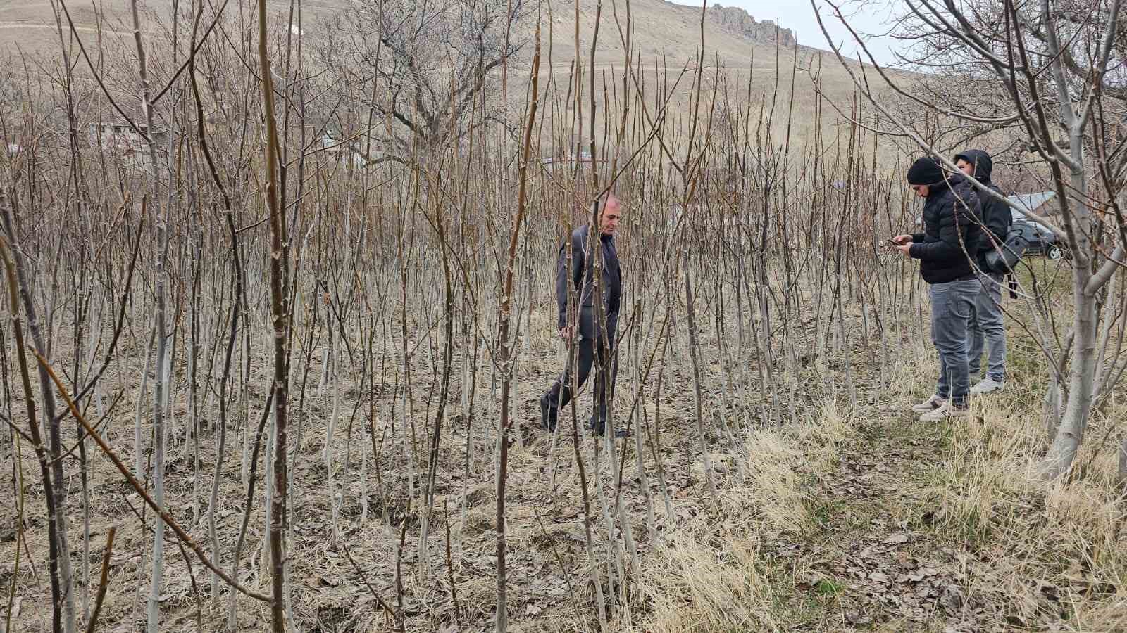 tescilli adilcevaz ceviz fidani satisa sunuldu 4 EQNjIfnm