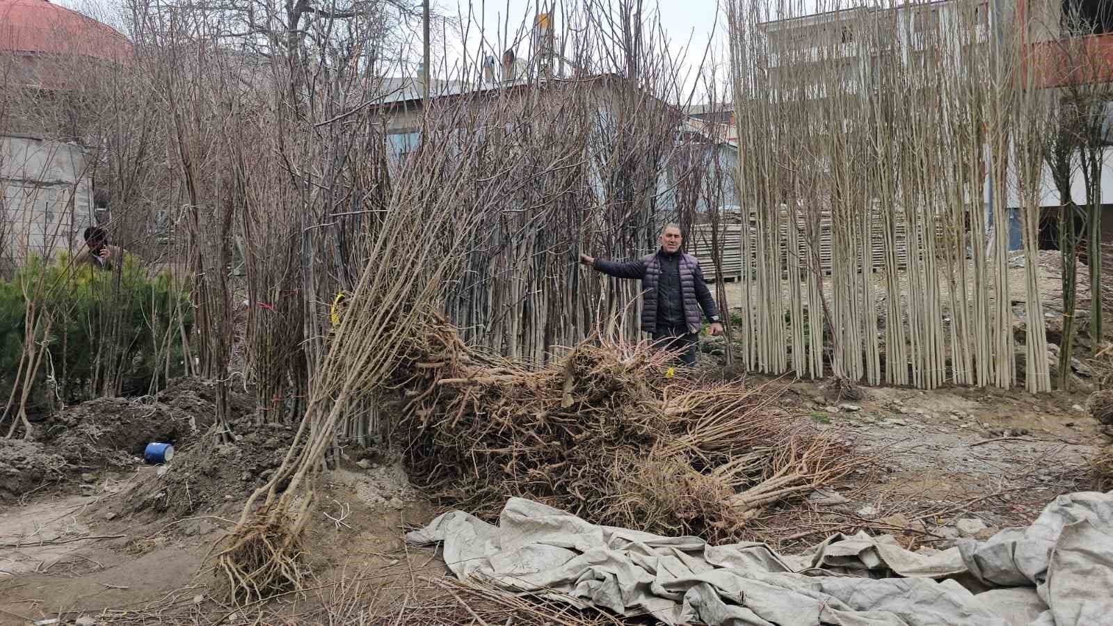 tescilli adilcevaz ceviz fidani satisa sunuldu 6 bXkK8KWI