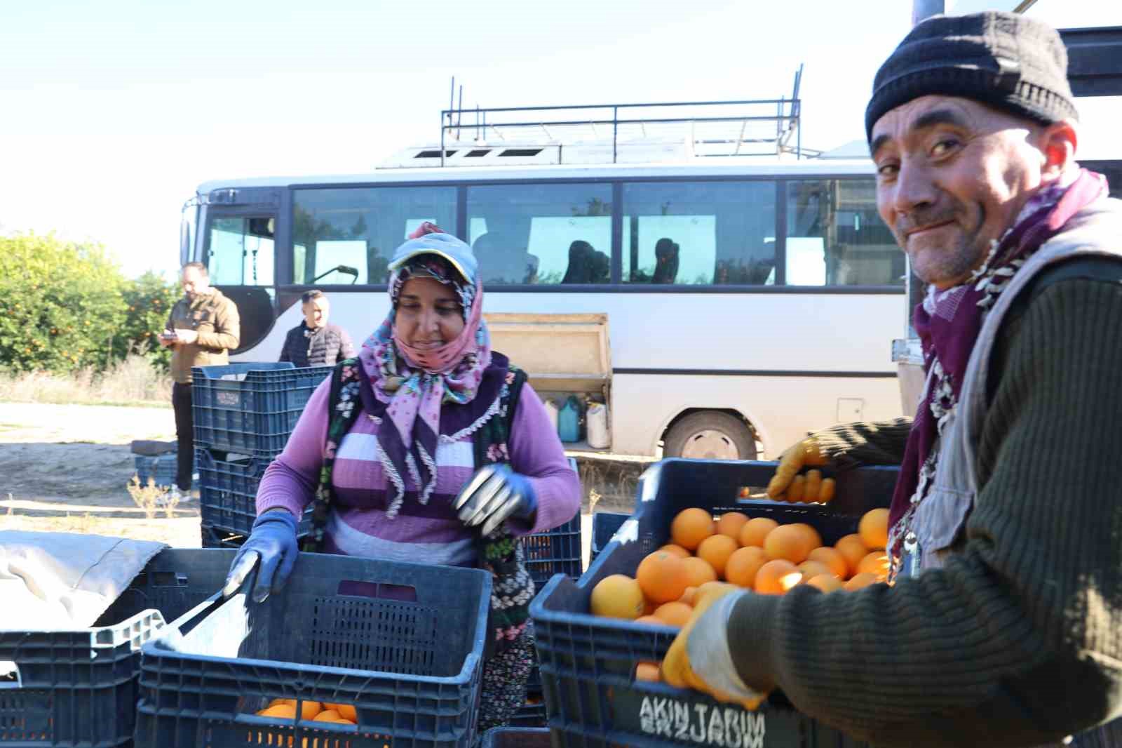 tescilli kozan portakalinda hasat zamani bahcede kilosu 10 tl 1