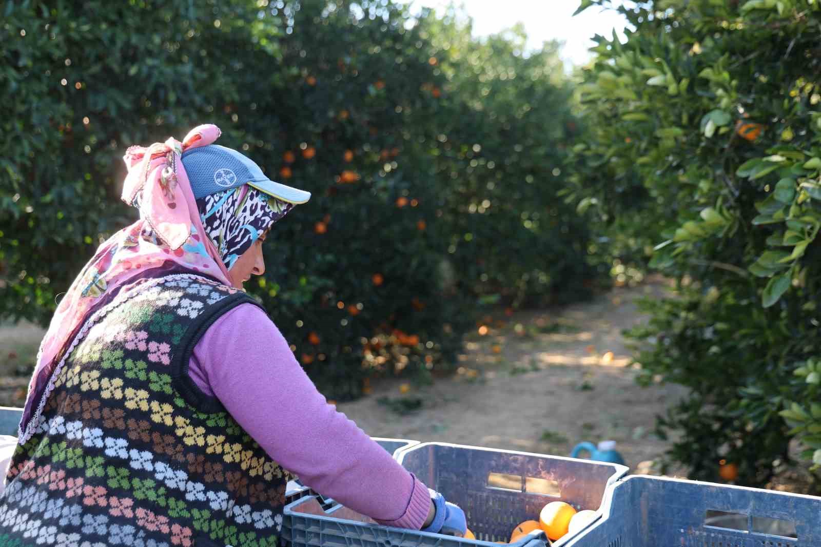 tescilli kozan portakalinda hasat zamani bahcede kilosu 10 tl 5