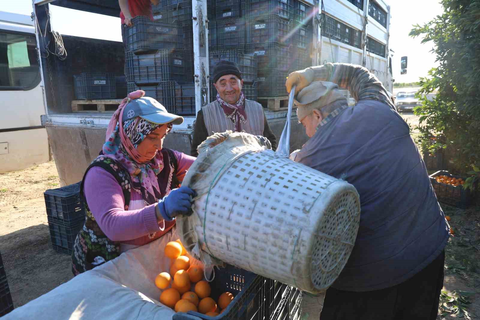 tescilli kozan portakalinda hasat zamani bahcede kilosu 10 tl 7 9uC3dWnG