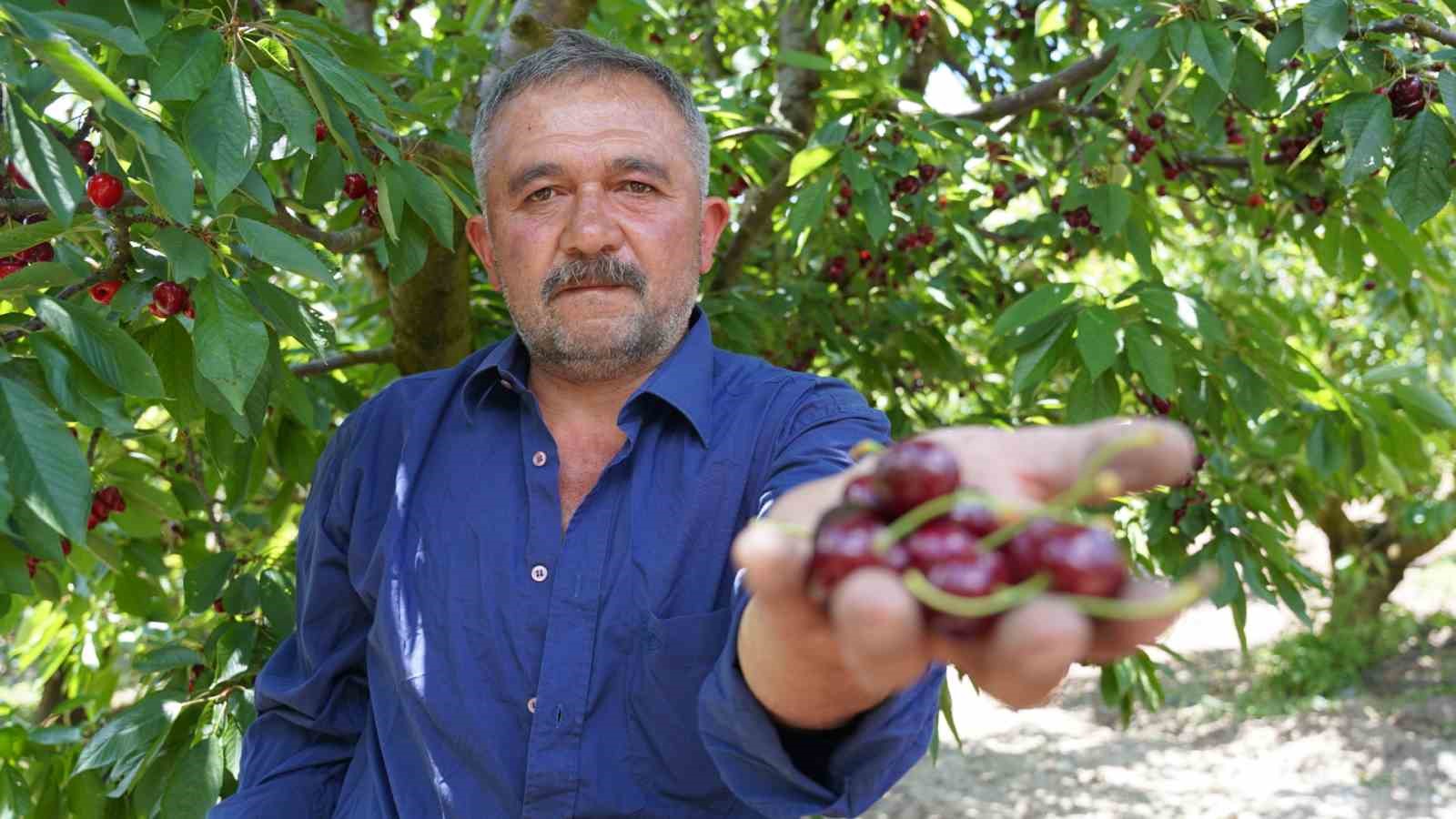 tescilli tokat kirazinda hasat mesaisi basladi 1 sntE344J