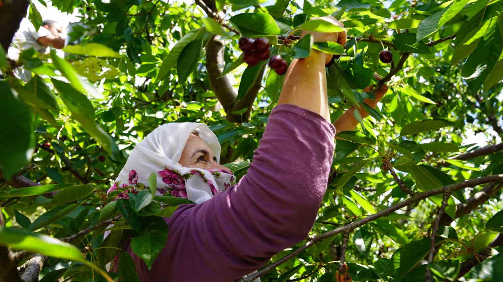 tescilli tokat kirazinda hasat mesaisi basladi 2 7fyHEA3j