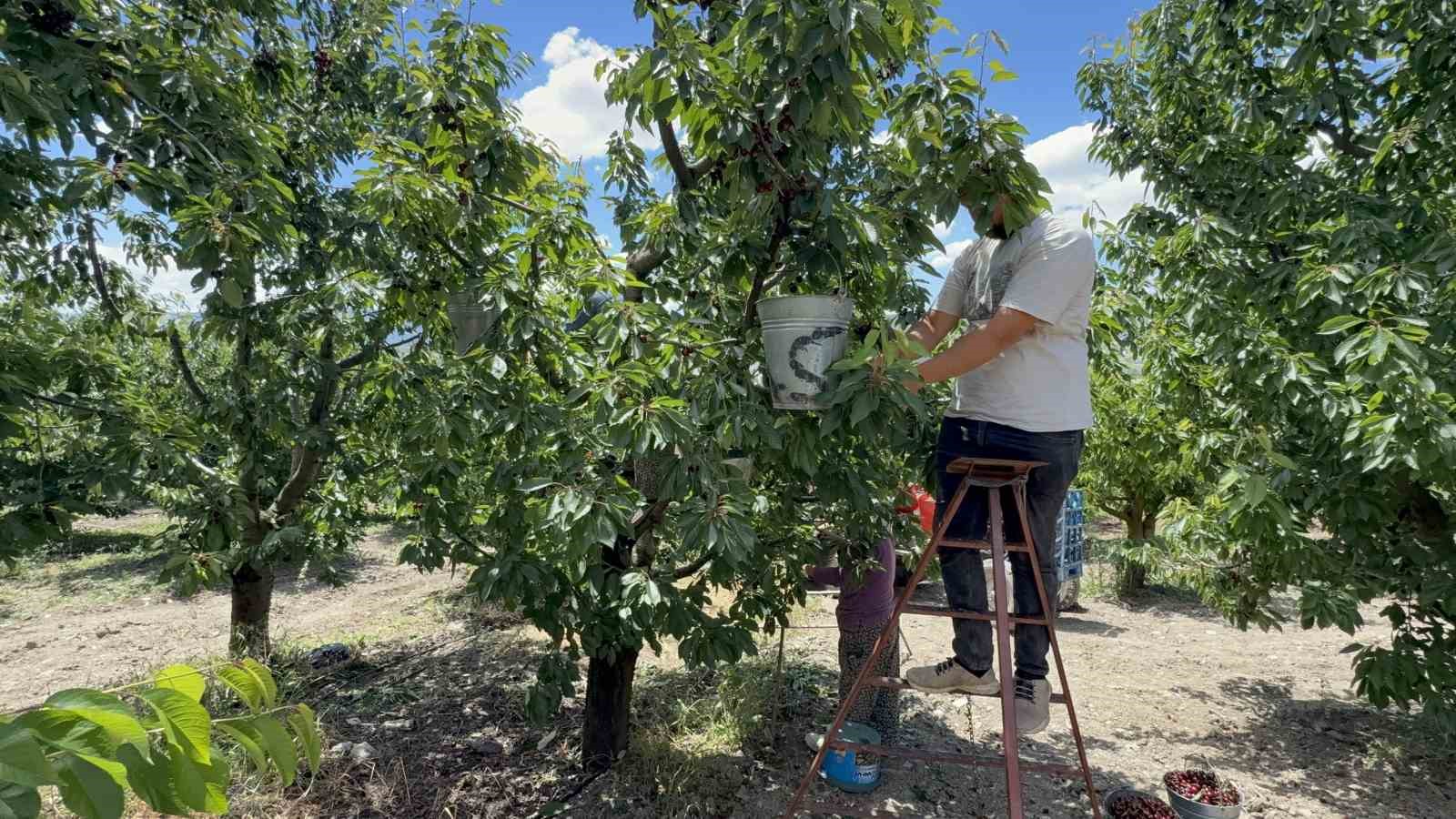 tescilli tokat kirazinda hasat mesaisi basladi 4 iimYuzNL