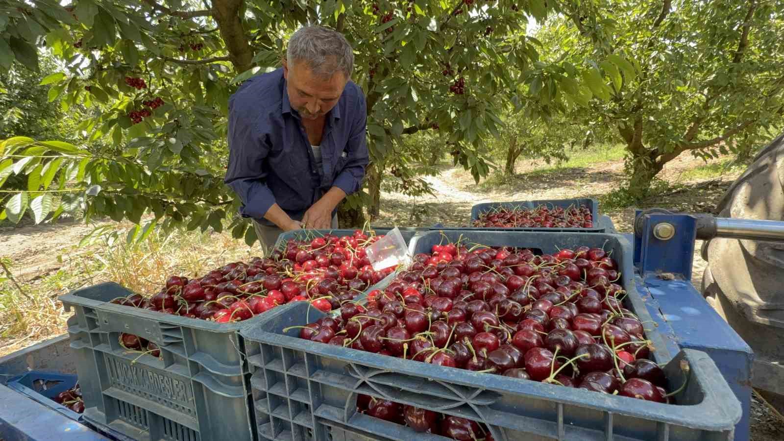 tescilli tokat kirazinda hasat mesaisi basladi 6 h6fInHd1
