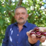 tescilli-tokat-kirazinda-hasat-mesaisi-basladi-i9KMNBLZ.jpg