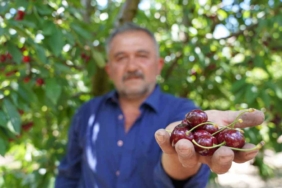 tescilli-tokat-kirazinda-hasat-mesaisi-basladi-i9KMNBLZ.jpg