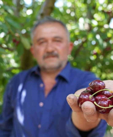 tescilli-tokat-kirazinda-hasat-mesaisi-basladi-i9KMNBLZ.jpg