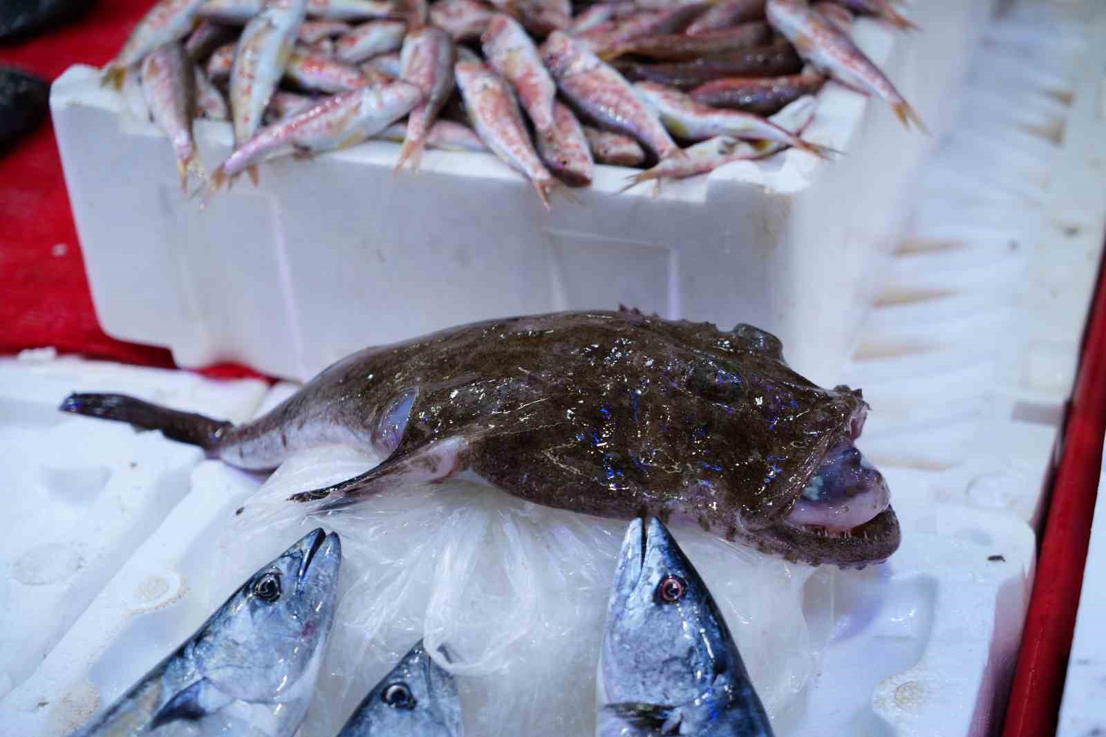 tezgahlarda hamsi bollugu 4
