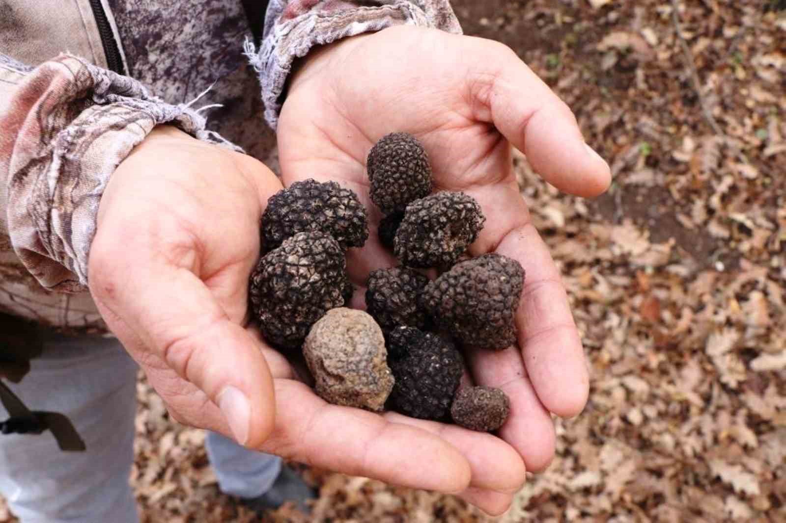tibbi ve aromatik bitki uretiminden 12 milyon tl gelir 1 KBQJAMyW