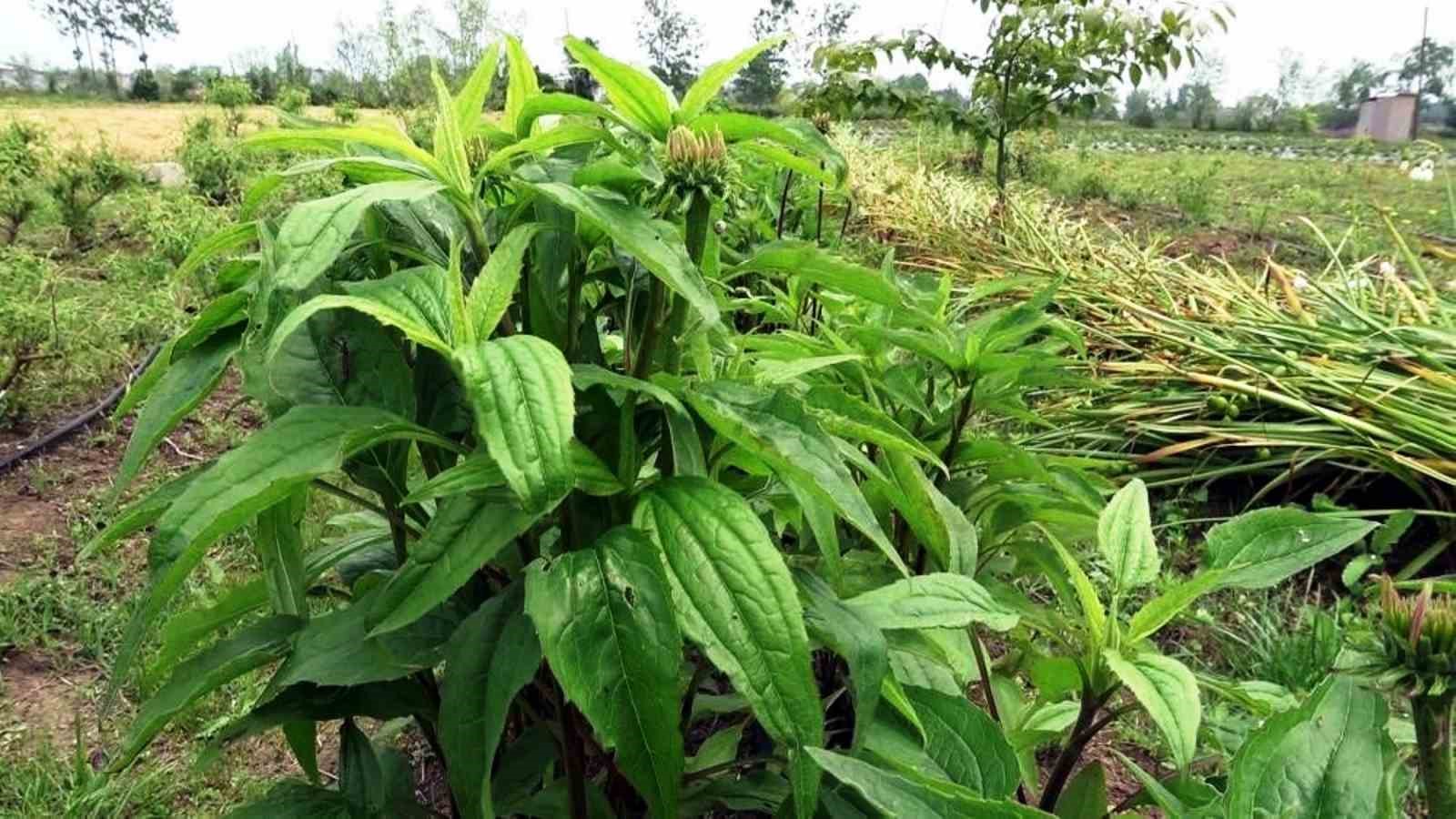tibbi ve aromatik bitki uretiminden 12 milyon tl gelir 2 4174HpnD
