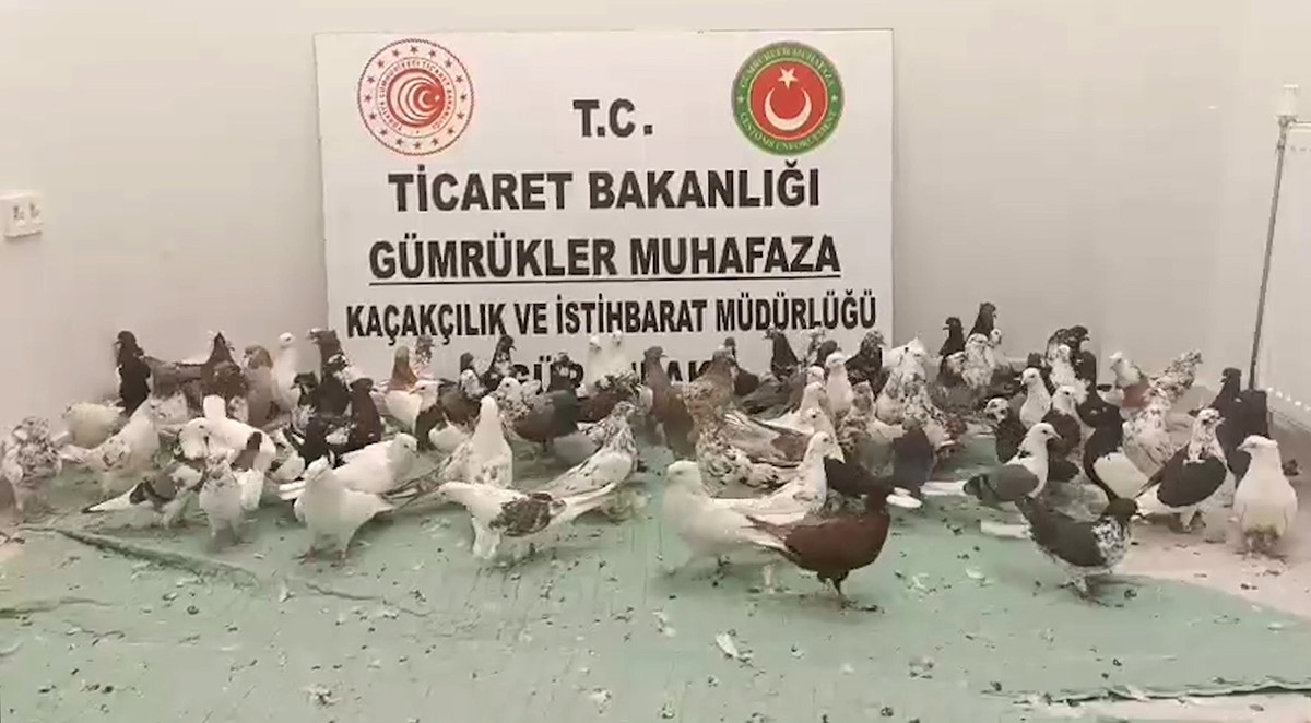 Ticaret Bakanlığı, 2025 yılında da kaçak canlı hayvan ticaretine geçit vermedi 7 ticaret bakanligi 2025 yilinda da kacak canli hayvan ticaretine gecit vermedi 3 t8c7ZlcG