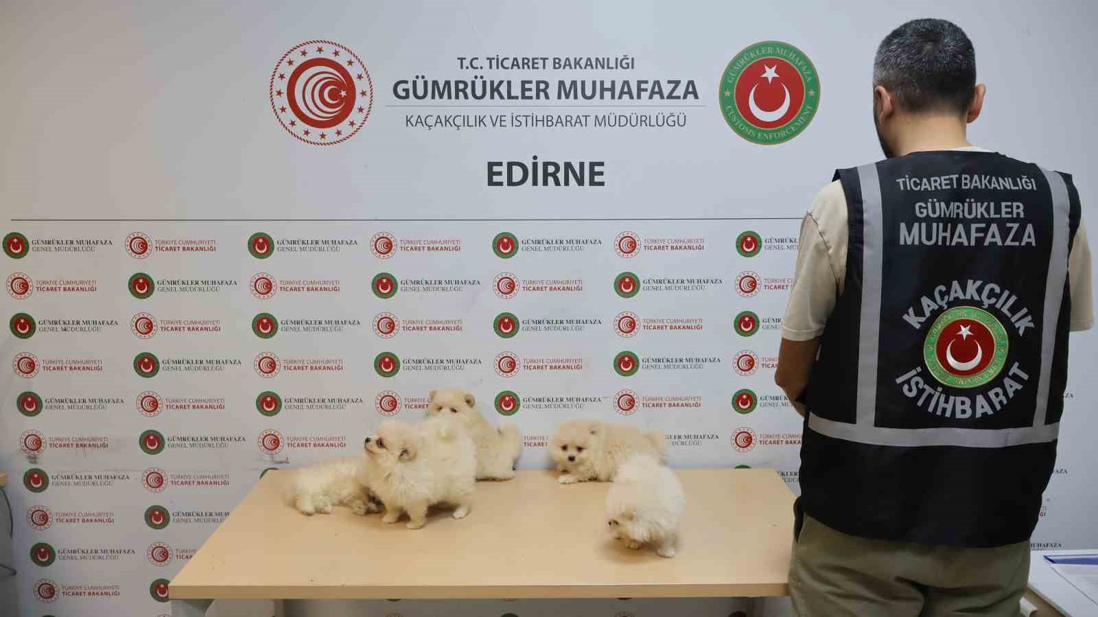 ticaret bakanligi gumrukler muhafaza ekiplerinden yavru kopeklere yonelik kacakcilik girisimine gecit yok 0