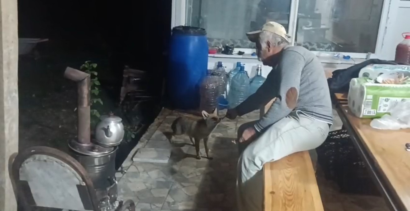tilki ailesi her aksam yemek icin bag evine geliyor 2 B3KJy3uh