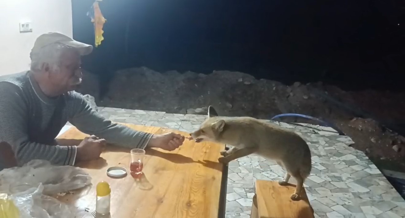 tilki ailesi her aksam yemek icin bag evine geliyor 3