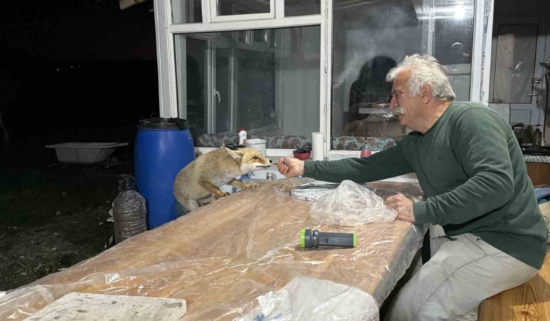 tilki-ailesi-her-aksam-yemek-icin-bag-evine-geliyor-Gk9VXEXN.jpg