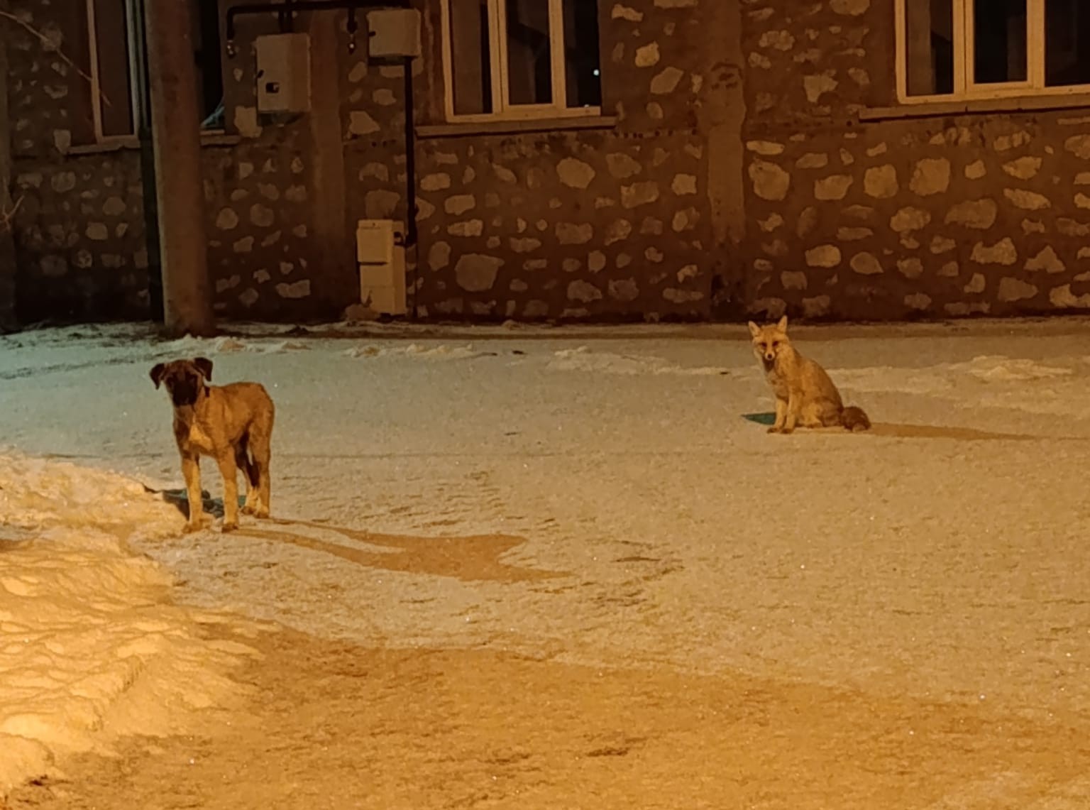 tilki ile sokak kopeginin dostlugu kameraya yansidi 0