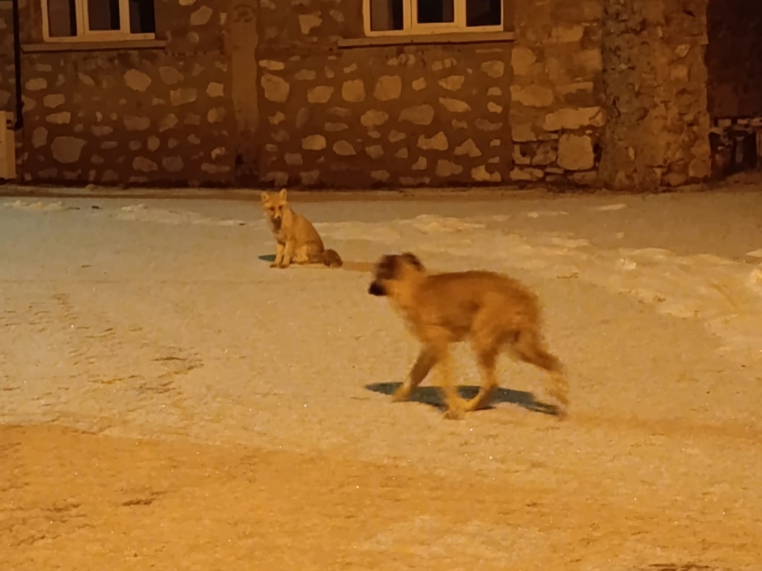 tilki ile sokak kopeginin dostlugu kameraya yansidi 1 tYHgaU7b